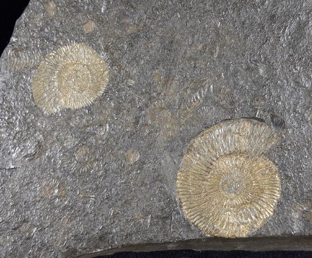 Dactylioceras commune (SOWERBY 1815) - Bild © FossNet FossilienStore